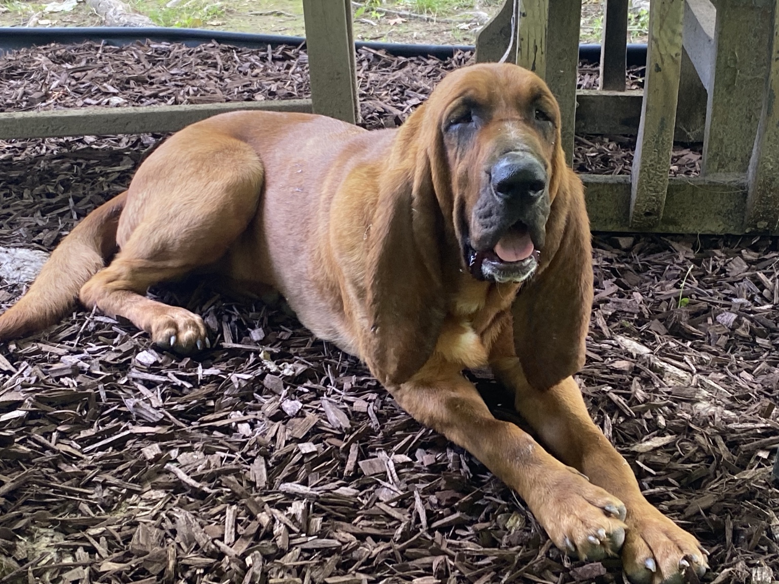 Ladybird, Shannon’s female pet bloodhound, resting outdoors